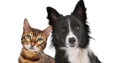 12 Reasons Why Cats Are Better Than Dogs