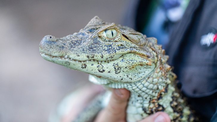 32 Exotic Animals You Could Legally Own - Alligators