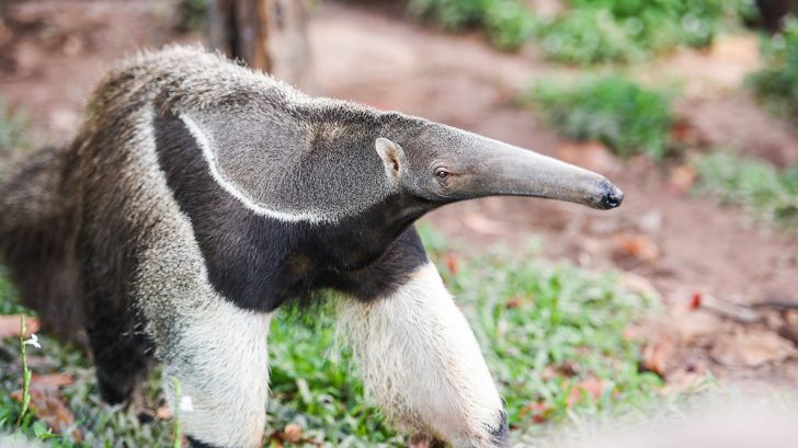 32 Exotic Animals You Could Legally Own - Anteater