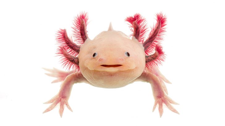 32 Exotic Animals You Could Legally Own Axolotl