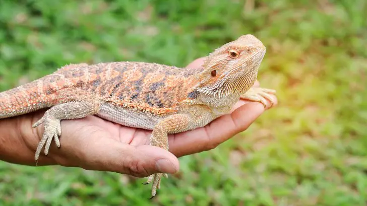 32 Exotic Animals You Could Legally Own Bearded Dragons