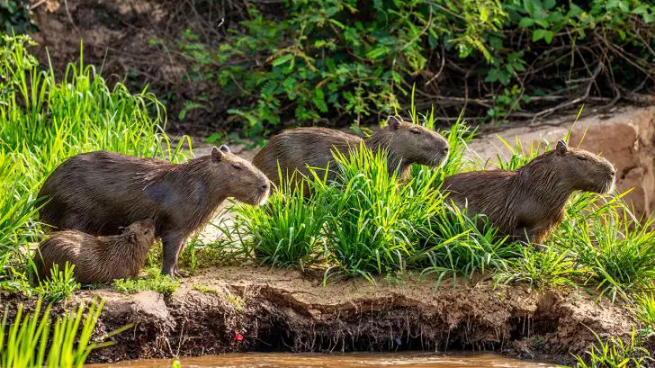 32 Exotic Animals You Could Legally Own Capybaras