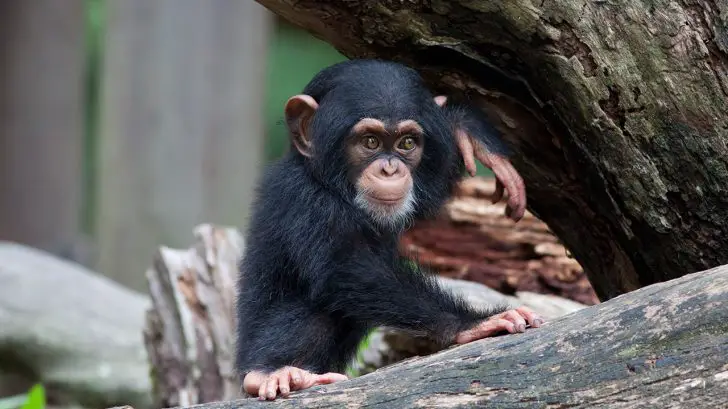 32 Exotic Animals You Could Legally Own - Chimpanzees