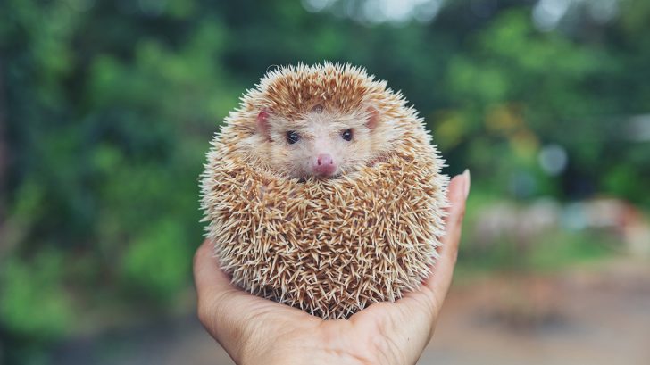 32 Exotic Animals You Could Legally Own - Hedgehogs