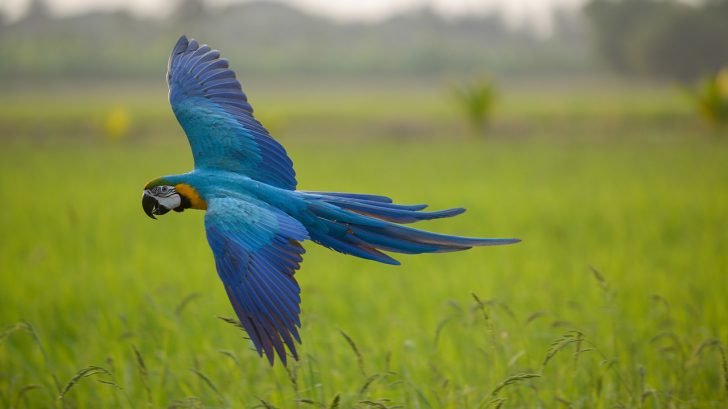 32 Exotic Animals You Could Legally Own - Hyacinth Macaws