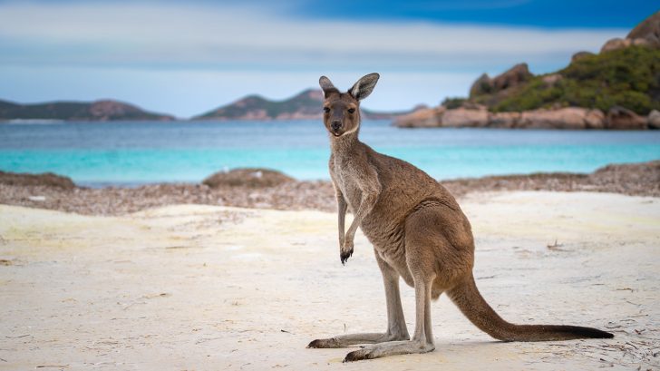 32 Exotic Animals You Could Legally Own - Kangaroos