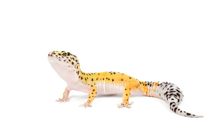 32 Exotic Animals You Could Legally Own - Leopard Geckos