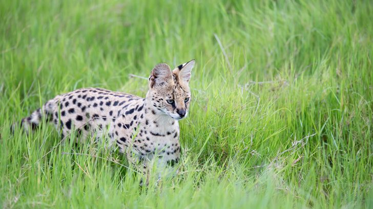 32 Exotic Animals You Could Legally Own - Serval Cats