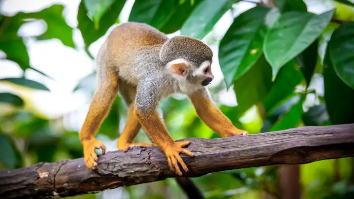 32 Exotic Animals You Could Legally Own - Squirrel Monkeys