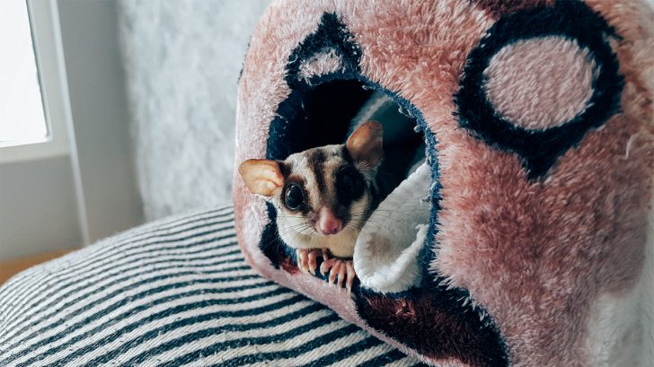 32 Exotic Animals You Could Legally Own Sugar Gliders