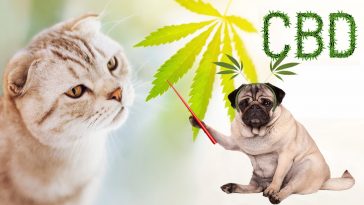 Facts About CBD Products for Pets