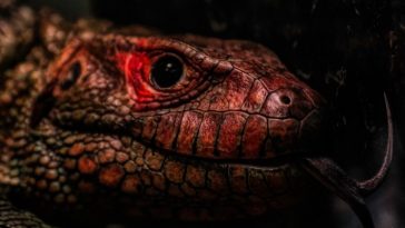 Zoo animal