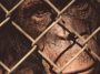 Monkey in cage